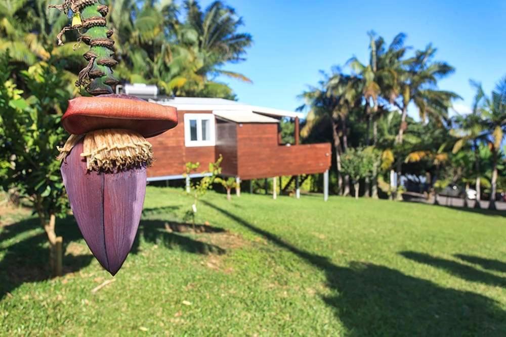 L'Escapade Creole Jacuzzi Privatif Bungalow Ananas Saint-Joseph Bagian luar foto